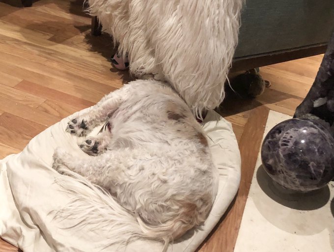 When the meds kick in 😂 https://t.co/2oQHQIaM0n<a href="/tag/cleandog"class="tags"><span>#cleandog</span></a>