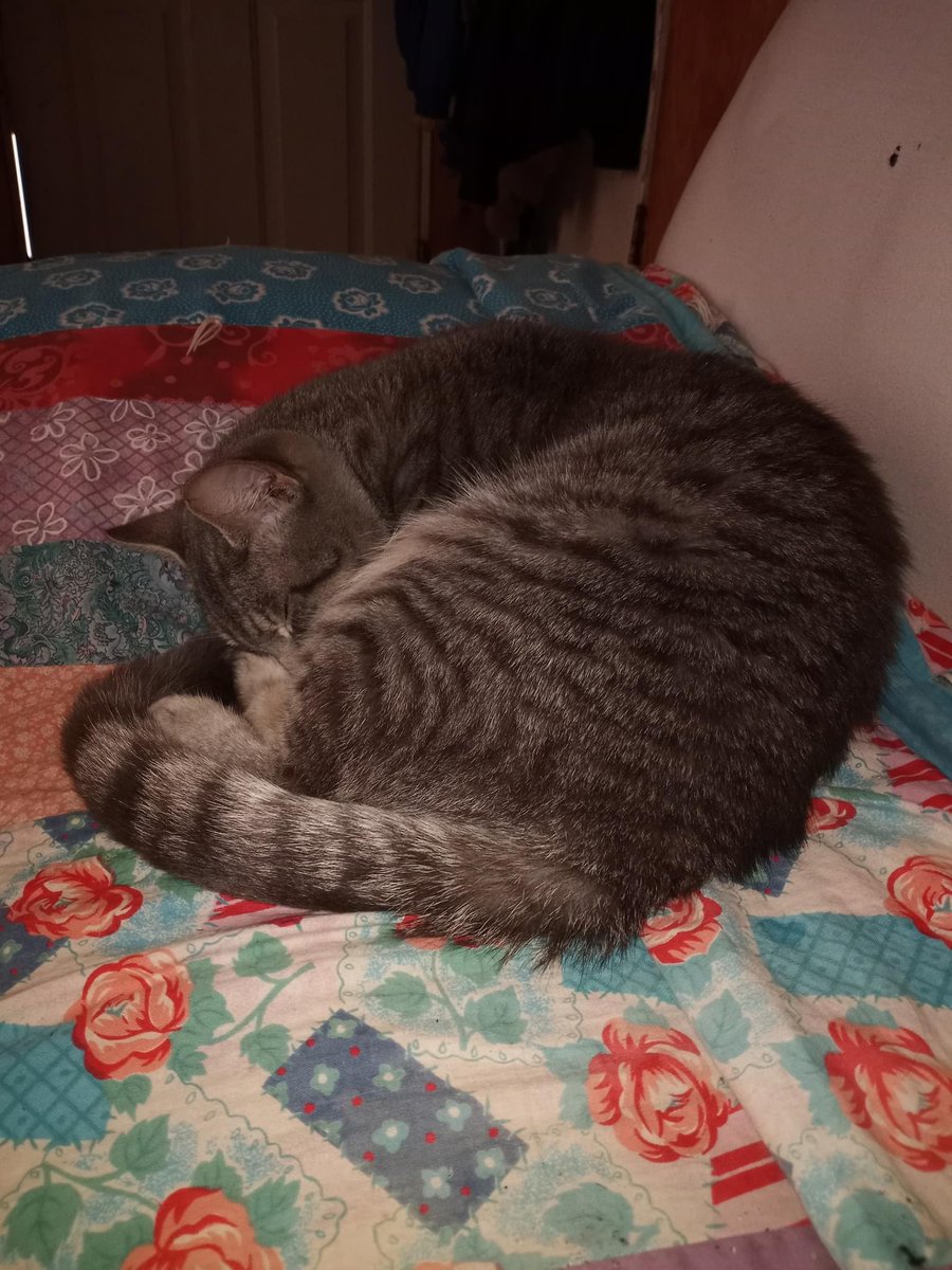 STL_SSLP's tweet image. Please help us help Grayson! He is in pain and can’t use his hind legs. paypal.me/savingstlouisp… 
#animalrescue #adoptdontshop #rescue #animals #animallovers #animalrights #cats #animallover #animalwelfare #animal #dogrescue #friendsnotfood #rescuedog #cat #wildlife #adopt #pets