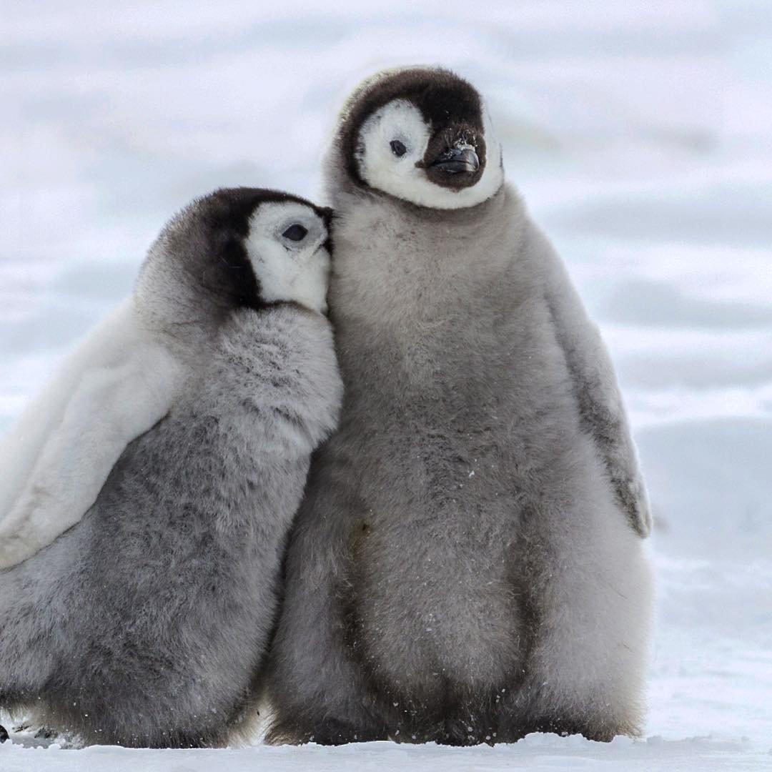 PlNGOUlN's tweet photo. hello, today is Penguin Awareness Day, so I am here to remind you that 10 of the 18 penguin species are threatened with extinction.
Please take action if you can, or at least raise awareness, thank you.
- Love, Penguins https://t.co/sg5Ruq8dbL