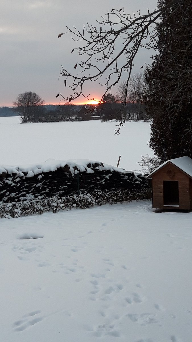 PflanzenTyp06's tweet photo. Das sind alles Bilder innerhalb der letzten 2 Wochen, hat schön geschneit. Es waren ca. 10-15 cm, und jeden Tag waren Minusgrade mal -1 mal -6 am Tag❄. Bei euch auch so ungefähr @GermanLetsPlay, @maudado, @Paluten und @Zombey? Würde mich mal interessieren. https://t.co/VApRfF1aV3