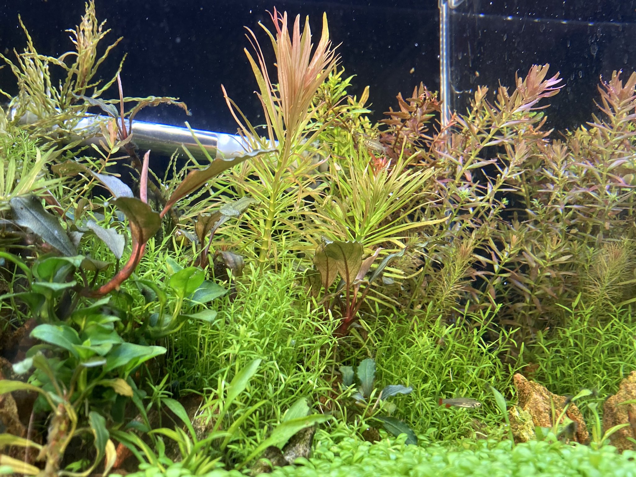 Kumiko おはようございます 後景草はコレクション化しております もう植えるとこないな 水草 ロタラ ルドヴィジア T Co Arsebmv1kd Twitter