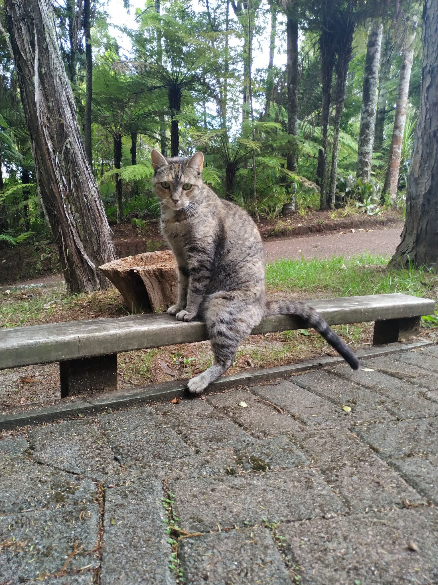 Catssidy on Twitter: "Another day, another cat photo. 😻 https://t.co