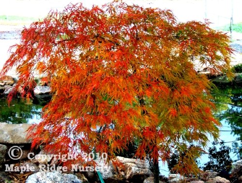 themapleridge's tweet photo. Acer palmatum 'Waterfall' is one of the best and most popular green lace leaf varieties of Japanese maples available. What are some of your favorite green lace leafs? https://t.co/VzCotop7ka
#acerpalmatum #japanesemaple #acer #laceleaf #green #dissectum #dwarf #waterfall #weeping https://t.co/Czmf26K1Zb