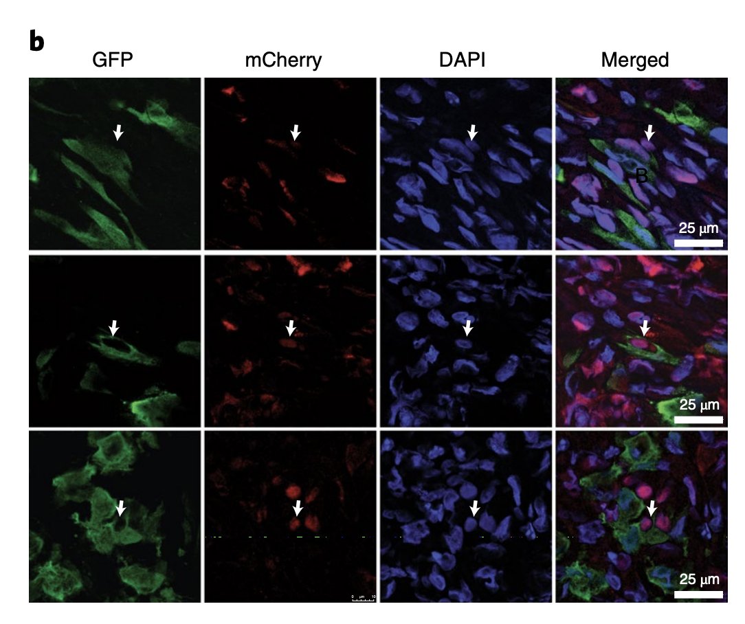 Cool new paper from  @AndriyMarusyk and colleagues: Cancer cells can have sex, and it makes them stronger.  https://www.nature.com/articles/s41559-020-01367-y