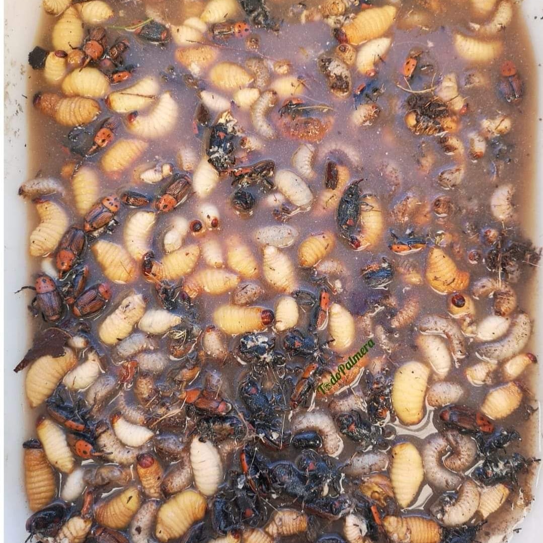 Estas son algunas de las cosas que nos encontramos a menudo cuando vamos a #podar o #tratar, #palmeras que hace más de 3 meses que no se han tratado . 🐛🐛🐛🐞🐞🐞