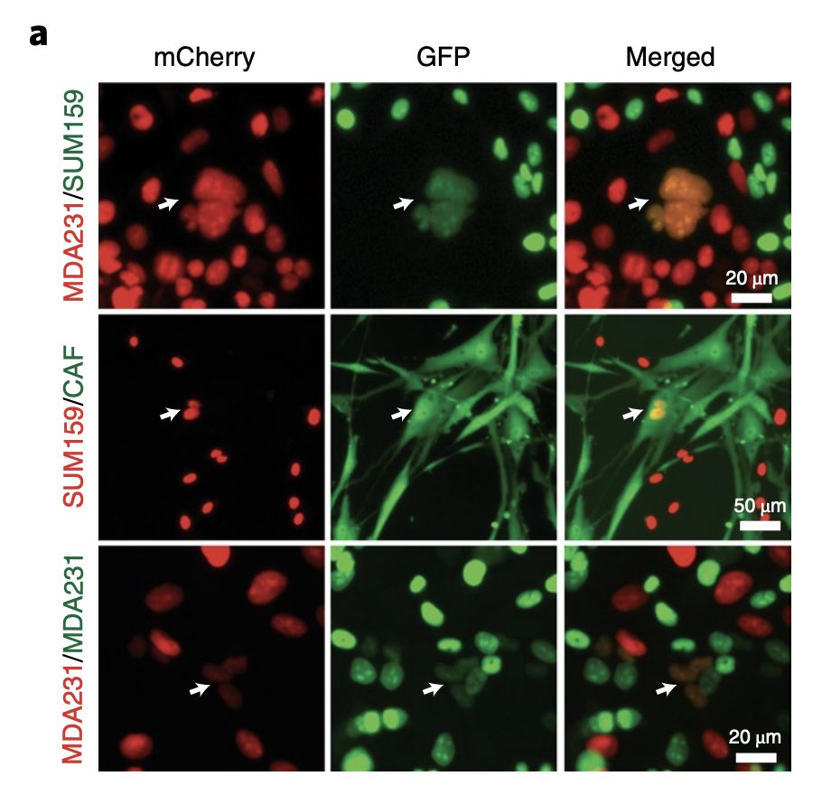 By mixing cells labeled with different fluorophores or drug resistance markers, they demonstrated that bona fide cell fusion was in fact occurring between a small fraction of cells!