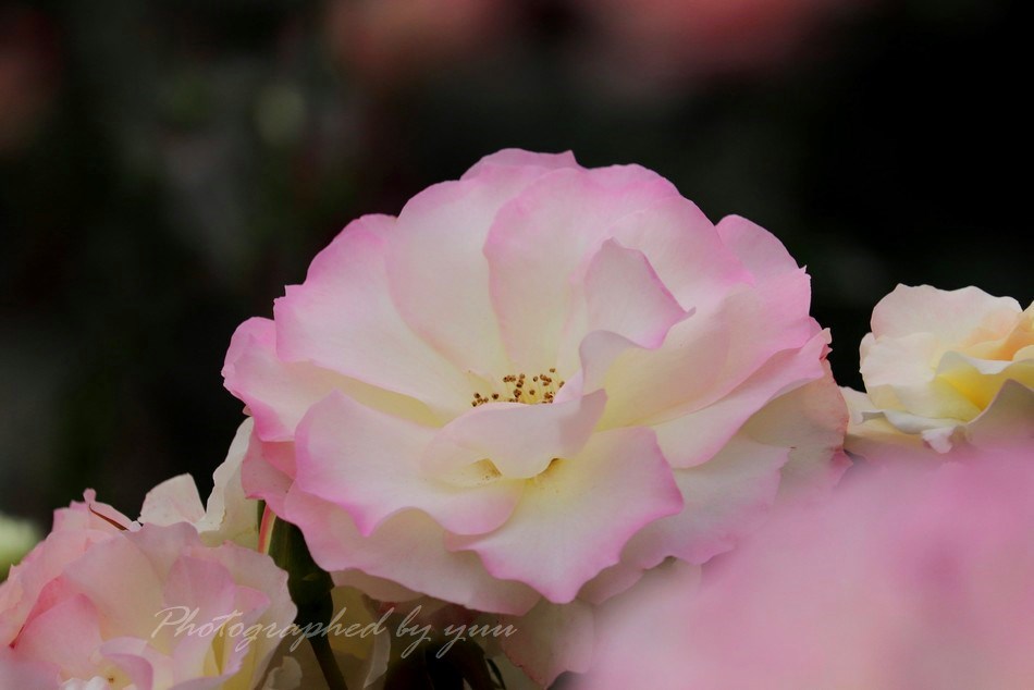 #バラ #ＲＴ歓迎 

おはようございます♬
お久しぶりです😆

#相互フォロー #薔薇 #写真垢
#花好き #写真好き #公園 #バラ園 
#相互フォロー支援  #過去pic #花壇