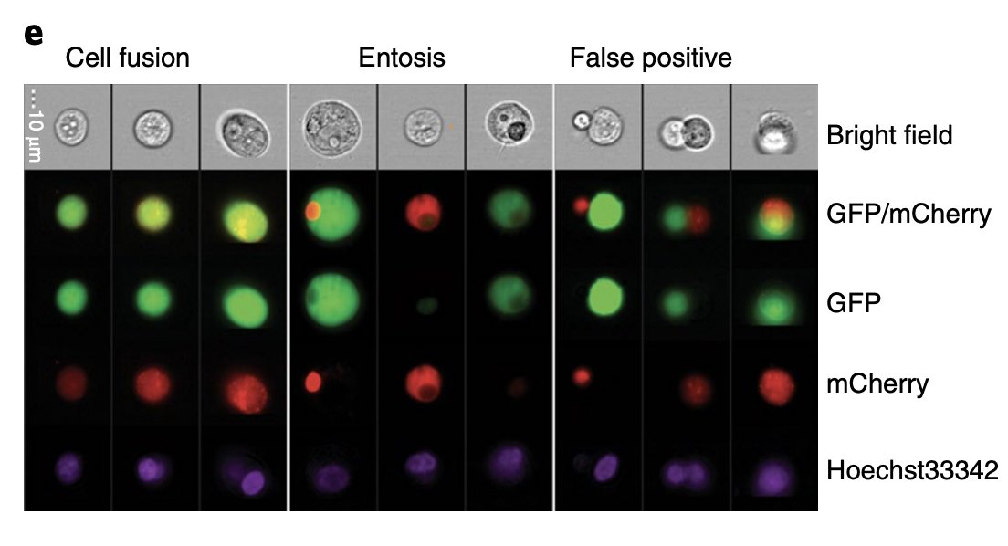By mixing cells labeled with different fluorophores or drug resistance markers, they demonstrated that bona fide cell fusion was in fact occurring between a small fraction of cells!