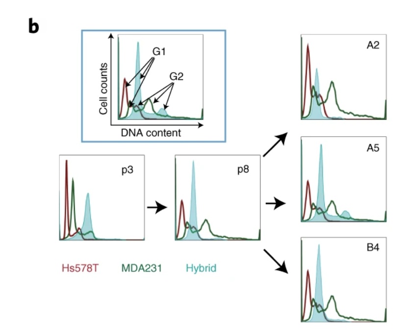 Then, they explored what was happening at the genetic level. The fused cells were initially polyploid, as you’d expect. However, over time, the cells underwent reductive mitoses, shedding extra chromosomes and reverting to a lower ploidy.