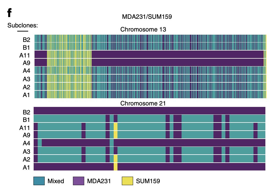 When they looked at SNPs that could distinguish the parental cell lines, they found that SNPs from both parents were inherited on the same chromosomes. This suggested that the chromosomes were undergoing recombination, leading to an unequal inheritance of parental alleles!