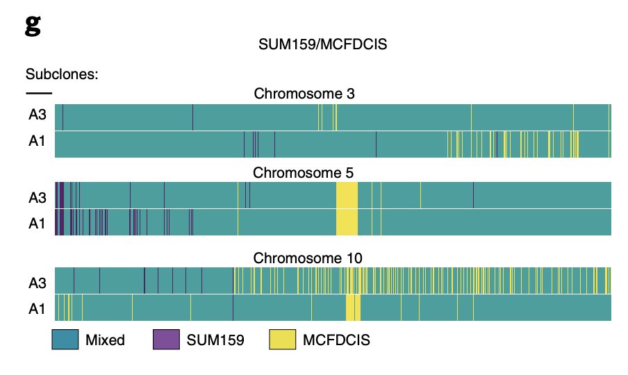 When they looked at SNPs that could distinguish the parental cell lines, they found that SNPs from both parents were inherited on the same chromosomes. This suggested that the chromosomes were undergoing recombination, leading to an unequal inheritance of parental alleles!