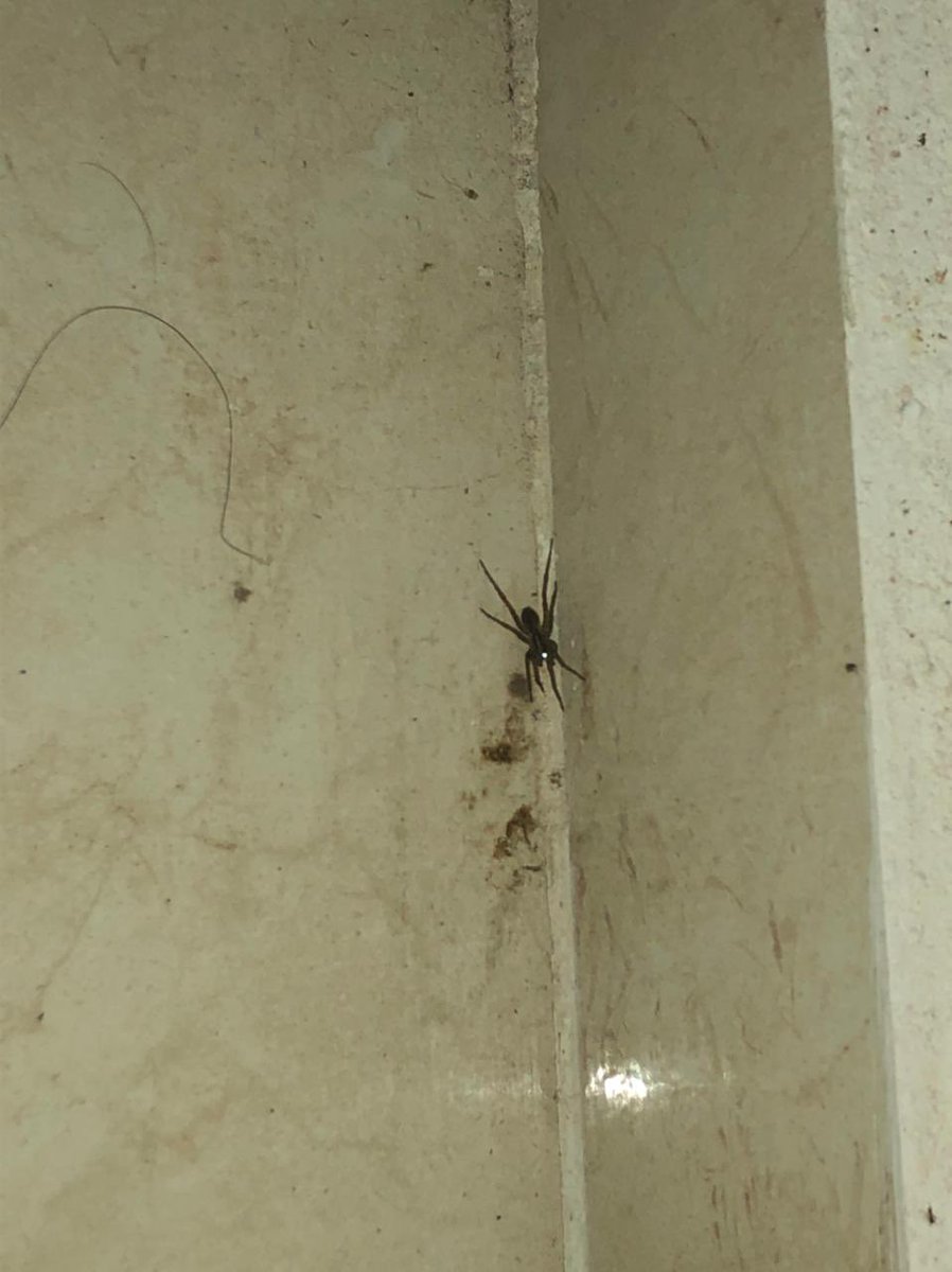 El_bedolla93's tweet photo. @Arachno_Cosas  encontré esta en la puerta de mi casa ¿IM? https://t.co/dRnYvWUW0m