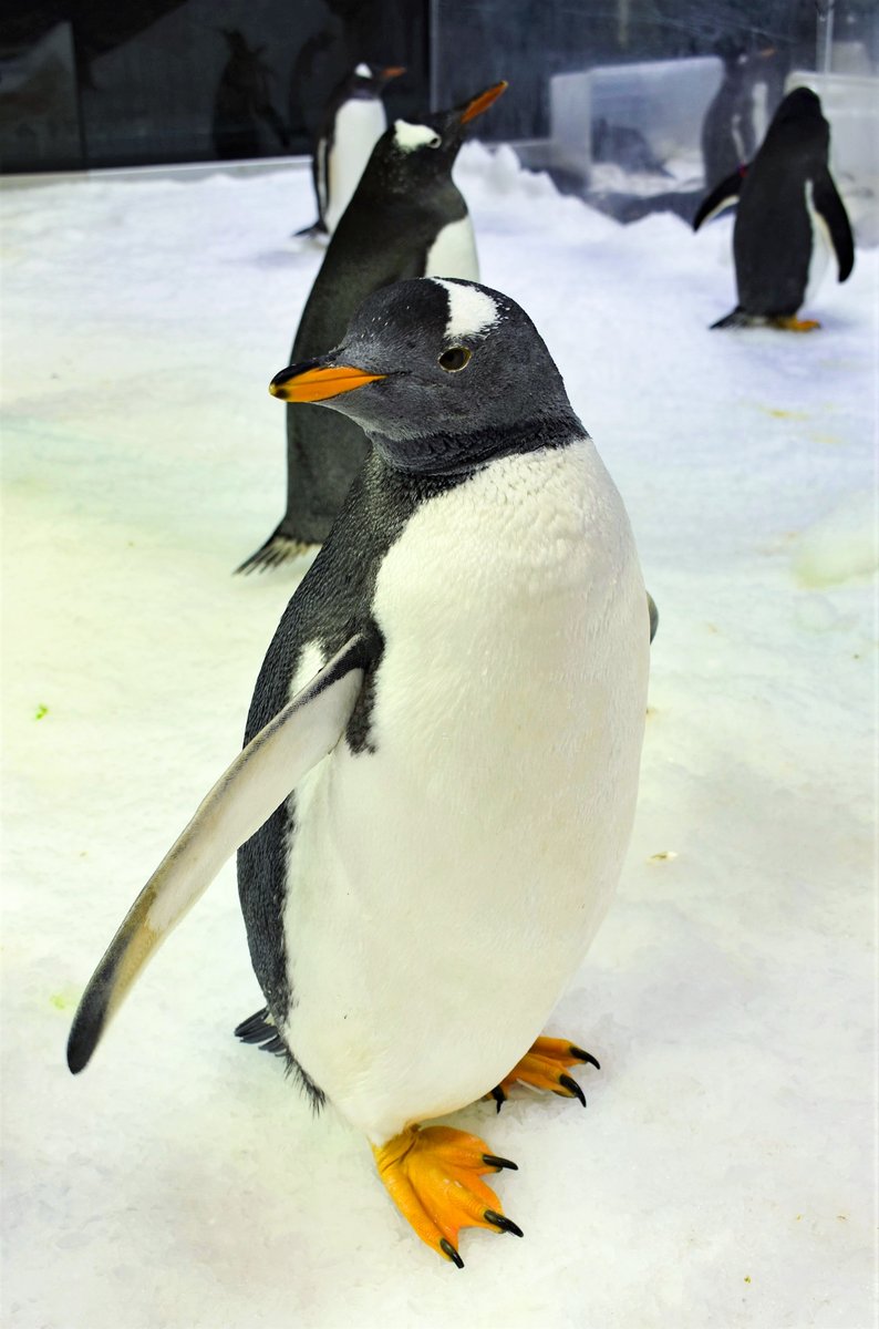 SEALIFESydney's tweet photo. Name a penguin chick! 🐧🎉#SphenandMagic's newest chick needs a name, so we are reaching out to our penguin fans to come up with a creative name for the adorable Gentoo! Tell us what you'd like to call it here: https://t.co/xvTll5hE1i and you could win the chance to meet them! https://t.co/MwO2RHyVs6