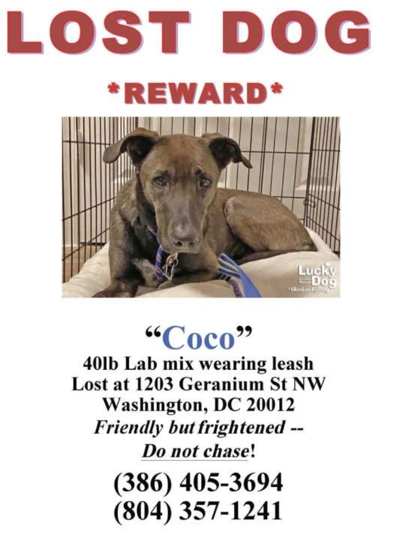 Coco is a foster who jumped the fence and is currently lost, last seen near Fort Slocum Park. If you see the cute doggo, contact <a href="/HumaneRescue/">Humane Rescue</a>, but please do not chase.