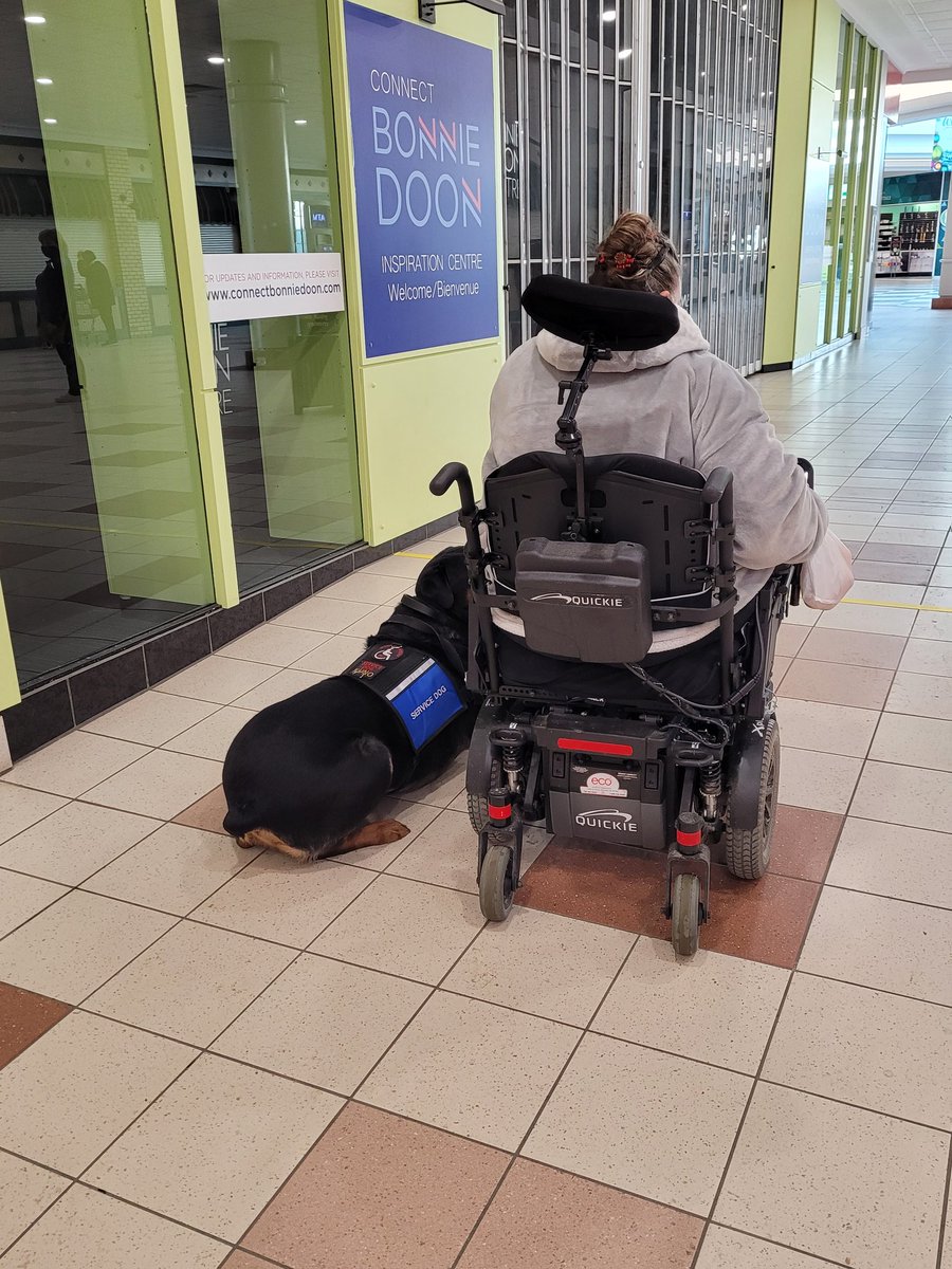 We haven't been working much in public so my Mistress was concerned my focus might be off & we require 100% obedience, but I was a good boy. Assessments include things like navigating tight spaces, meeting a strange dog, being led away by a stranger, ignoring food & how we 2/