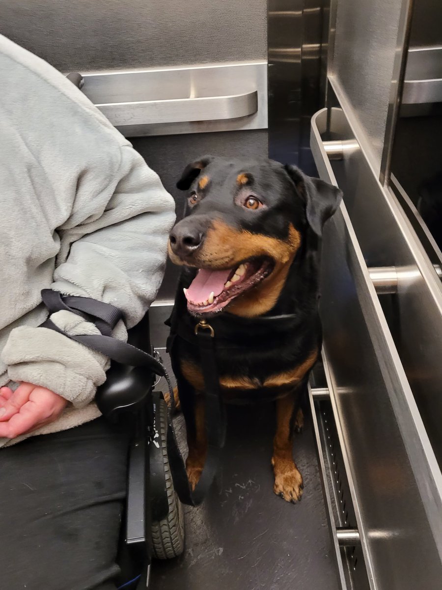 respond to loud noises. We go for an elevator ride & have shopping or equipment carts work near us. We also demonstrate the specific tasks we do for our human. Assessors look for signs of stress in us dogs, that we are happy doing our job & that our training is upheld./3