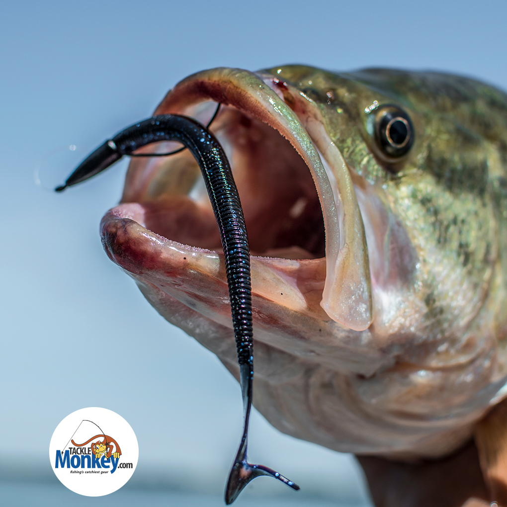 Tackle Monkey Bass Fishing tweet media