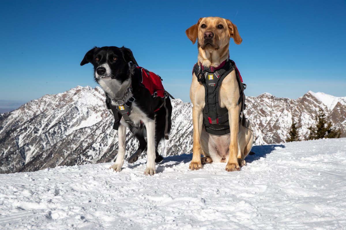 Snowbird's tweet photo. Mabel Update πβπ¦Ί
Not only is training going great, but she and Gator are the best of buds.
#Snowbird #PatrolDogs #SubaruLovesPets https://t.co/4AM18AHx2m