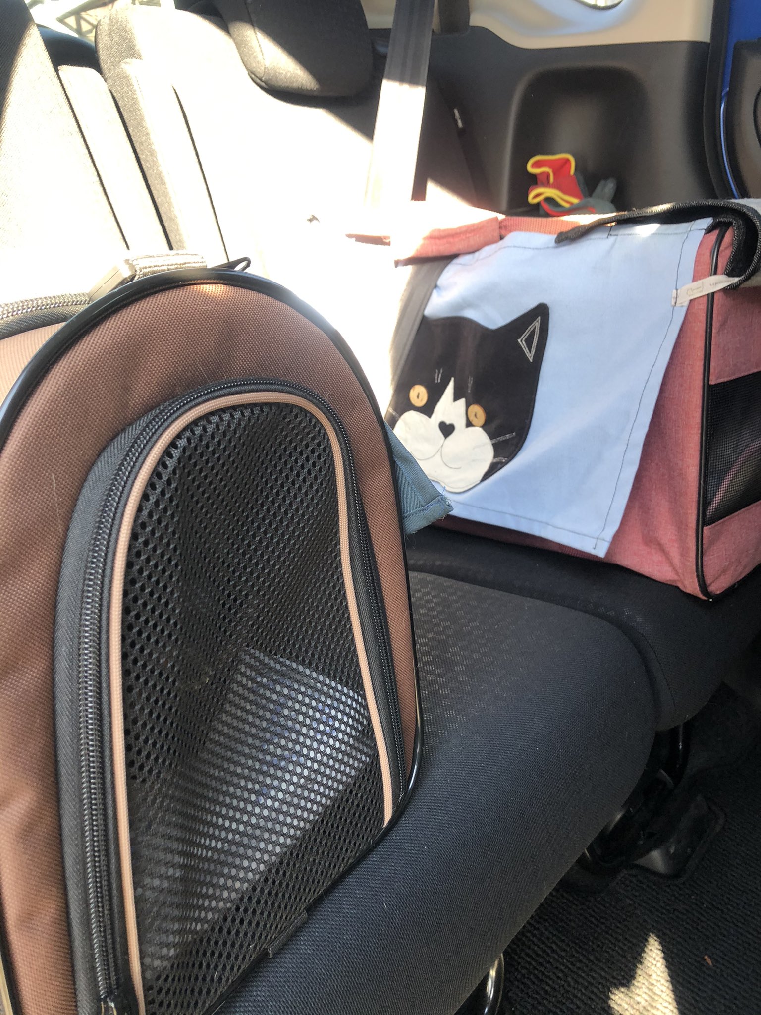 おおにし動物病院 Twitter Search Twitter