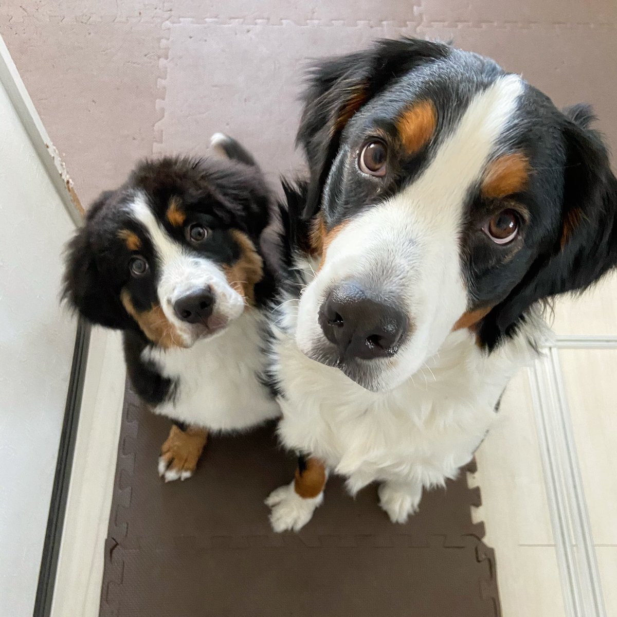 Koyun We Are Good Friends My Cute Dogs バーニーズ Bmd 大型犬 超大型犬 Dog 犬好きさんと繋がりたい 犬のいる暮らし 多頭飼い Photo Instagram インスタ T Co R15q8wl1k7