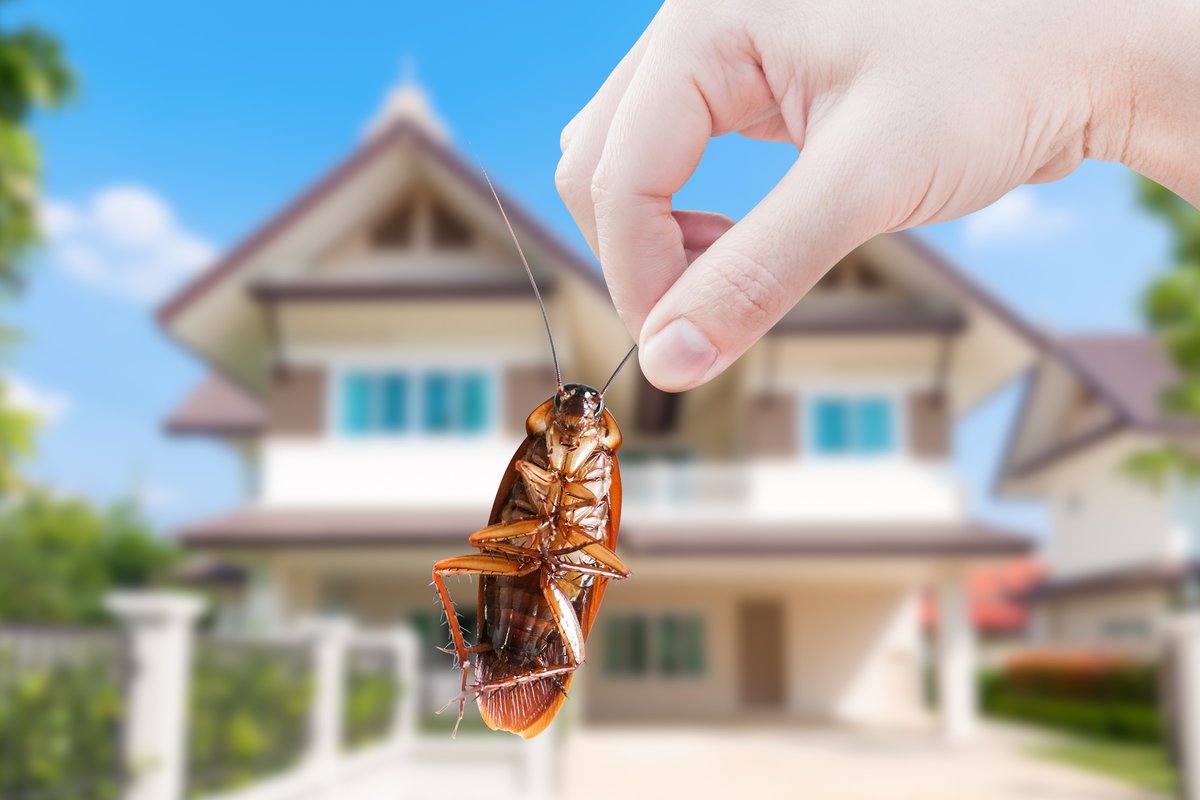 VersaTechPM's tweet image. Pest problem? We&apos;re still here to provide full service, professional pest &amp;amp; rodent control services for your home or business following top safety precautions. Book your appointment at (818) 429-1213 or learn more at versatechpm.com #roachcontrol #LAPestControl #roaches
