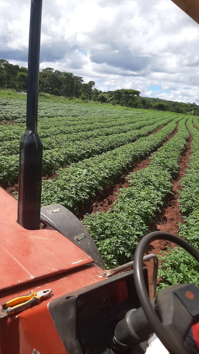 geryusuwaba's tweet photo. Of ridging, office views and this and that. @agribusiness110  @henryhakula  @ChizangaPrince @btkuvarega @SavannahSamas  @wanyanyawalter  @EntrepreneurFar  @RangaMberi https://t.co/jjexARYQdc