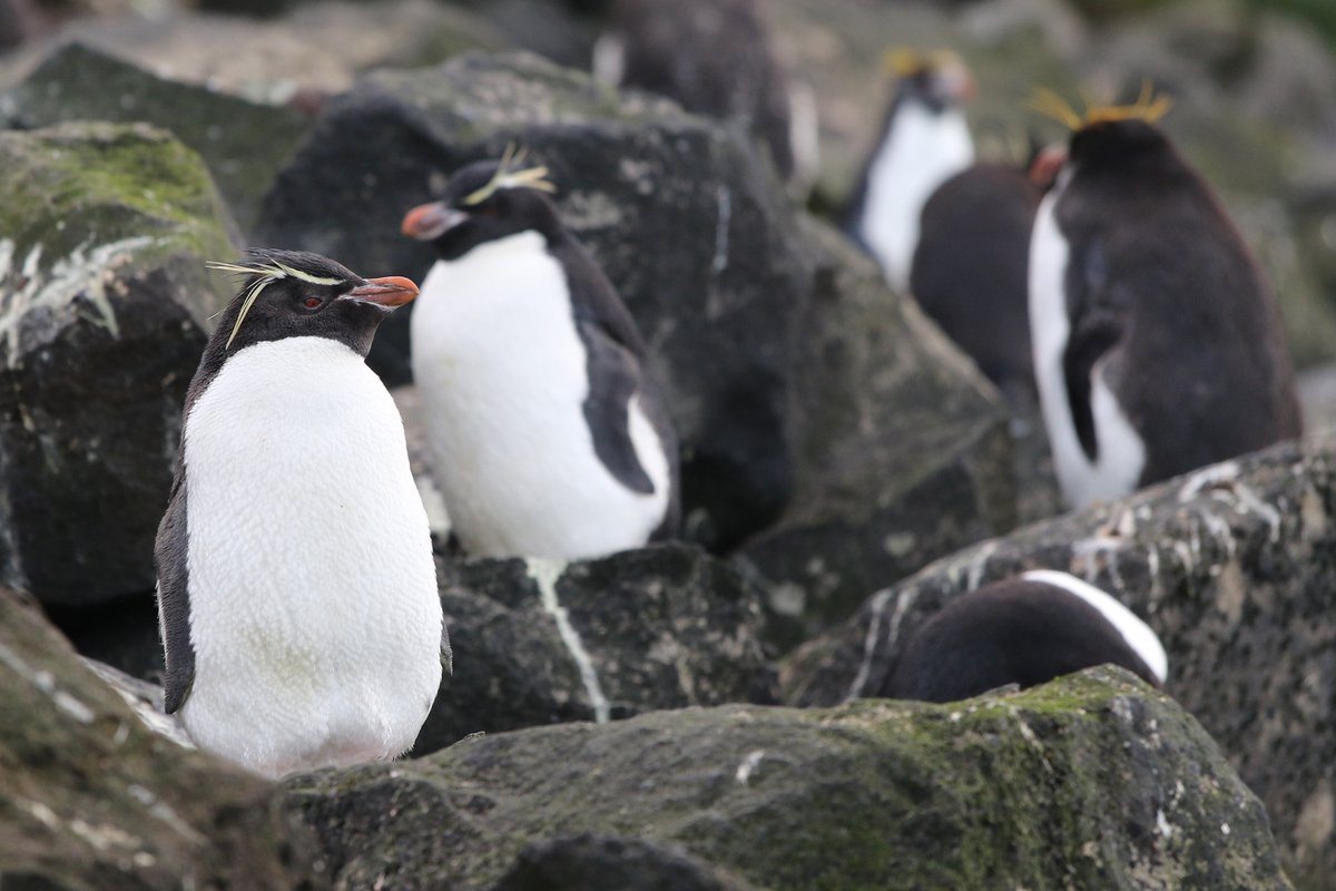 Of course, it wouldn't be  #PenguinAwarenessDay without mentioning one of the most geologically relevant penguins: the southern (eastern) rockhopper penguin (Eudyptes chrysocome filholi).