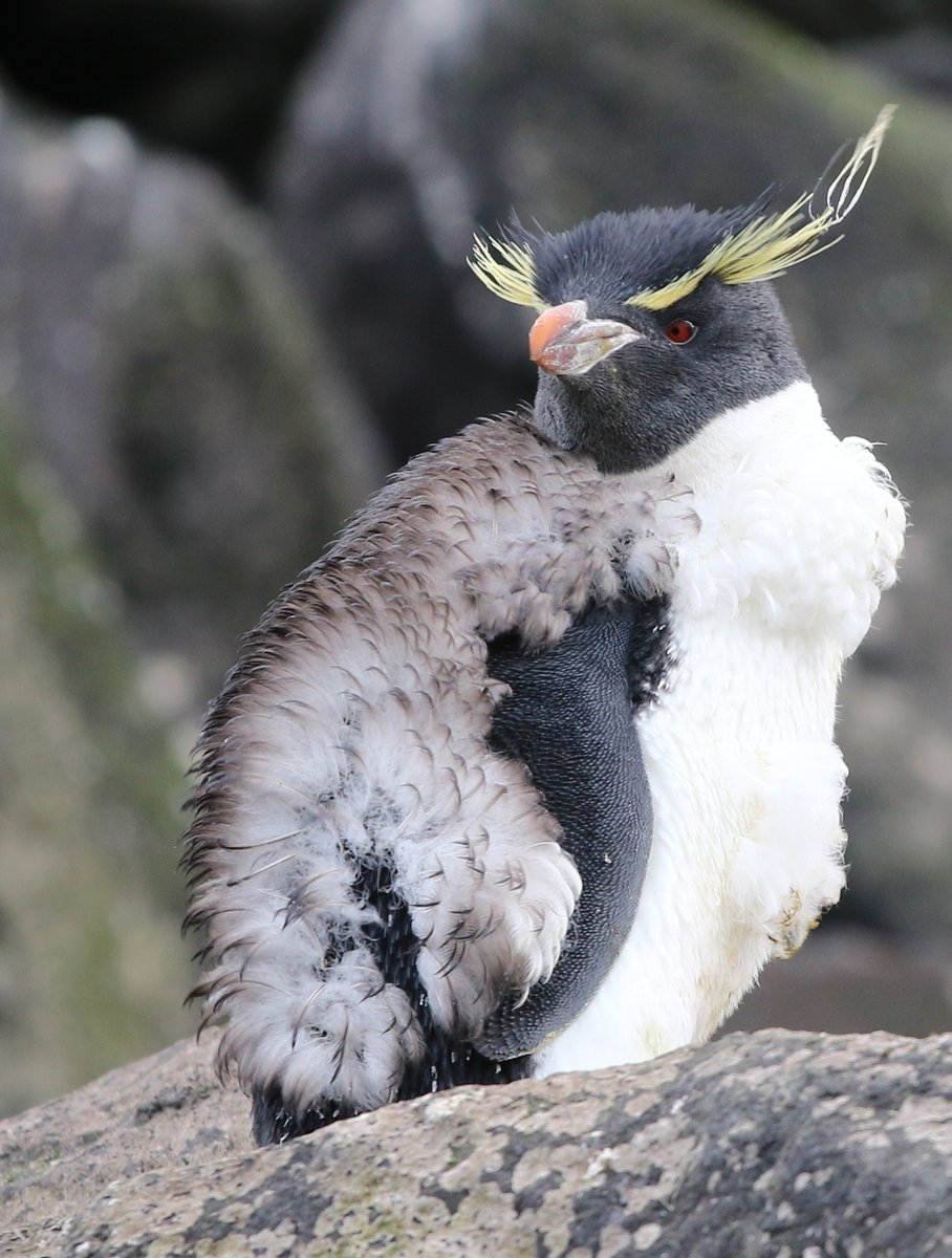 Of course, it wouldn't be  #PenguinAwarenessDay without mentioning one of the most geologically relevant penguins: the southern (eastern) rockhopper penguin (Eudyptes chrysocome filholi).