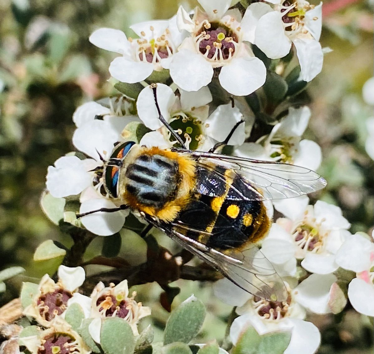 Scaptia auriflua on blossom at Corin Flat, Brindabella Mtns, ACT. The mountains are heaving with insects this summer.