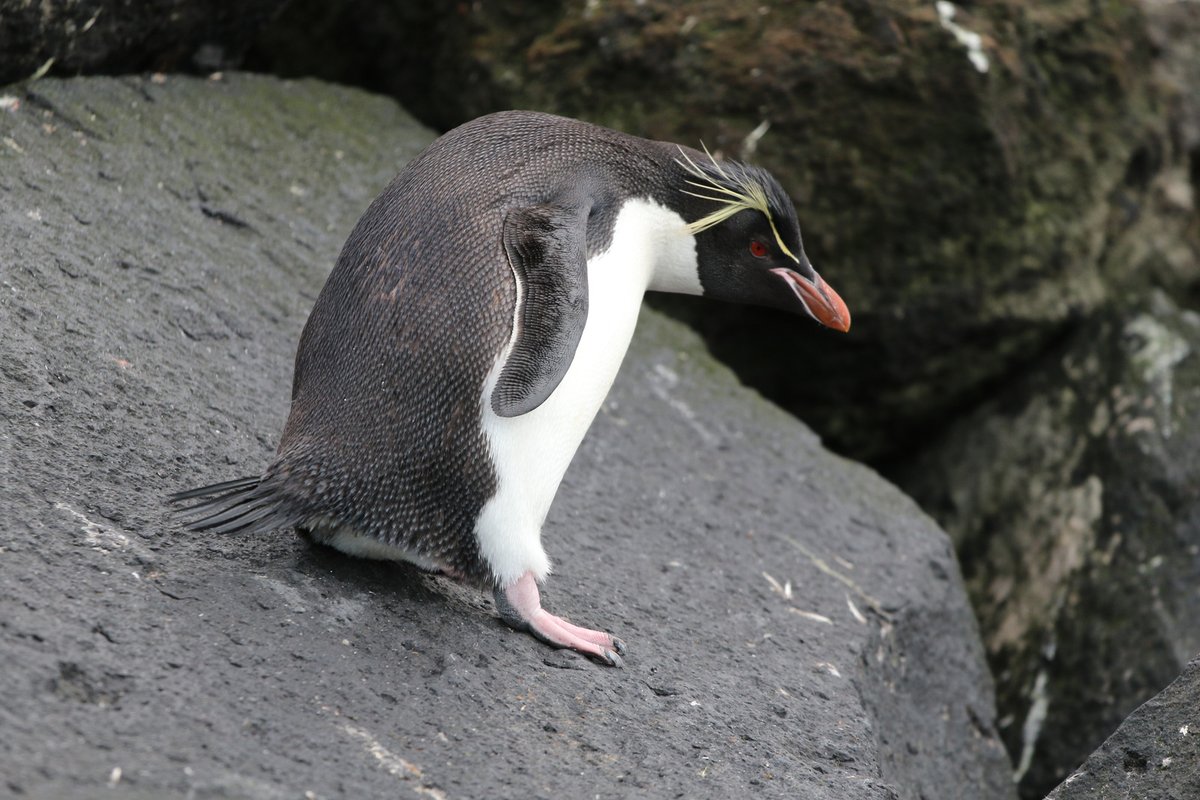 Really, with the crests, the penguin tuxedo, the rocks, and the inquisitive and excited hopping, it's easy to see why the southern (eastern) rockhopper is one of the greatest extant birds. 16/10 totally not biased.  #PenguinAwarenessDay