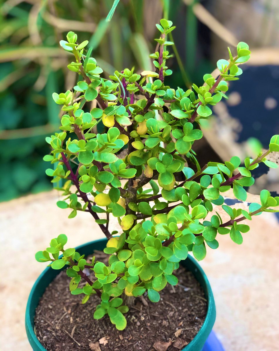 Mickzo's tweet image. #ThankYouLord 
#ThankYouJesus
#YetAnotherDay