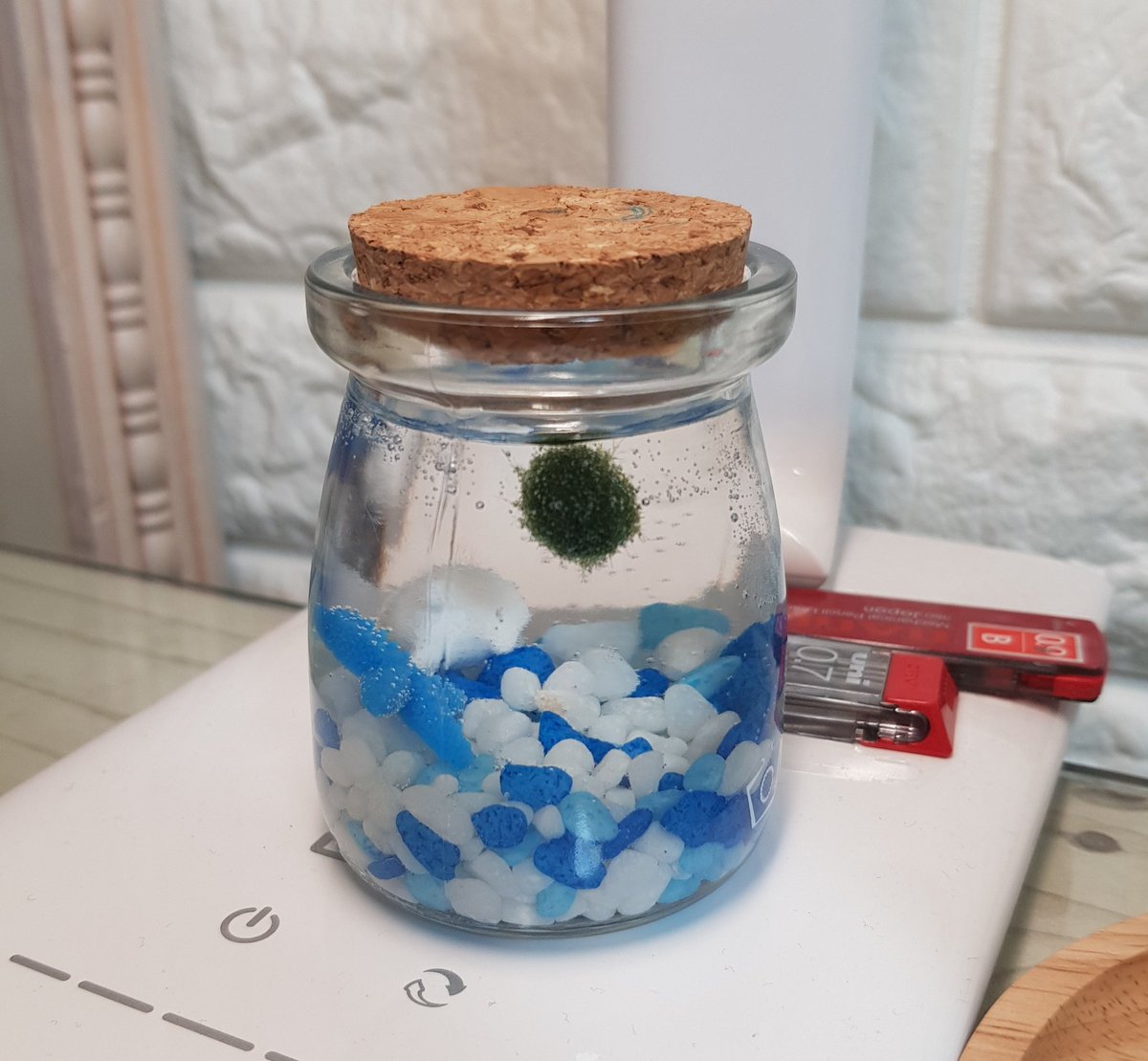 groundog_4ever's tweet image. 여러분은 지금 일년에 한번 뜬다는 마리모를 보셨습니다,본지 10초만에 알티를 누르면 소원한개가 이뤄진다나 뭐라나