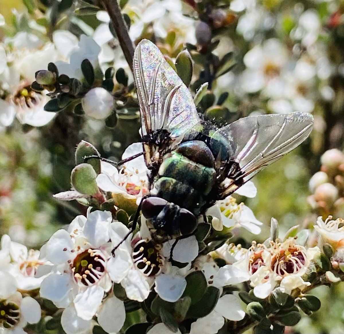 Rutilia Tachinidae on blossom at Corin Flat, Brindabella Mts