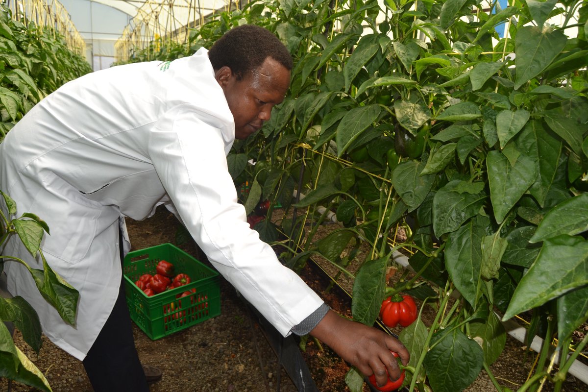 GDCKenya's tweet photo. #TBT A Direct Use expert harvests capsicums from the geothermal heated greenhouse located within our Menengai Geothermal Project, in Nakuru County during a harvest season. https://t.co/nOqlXEojv7