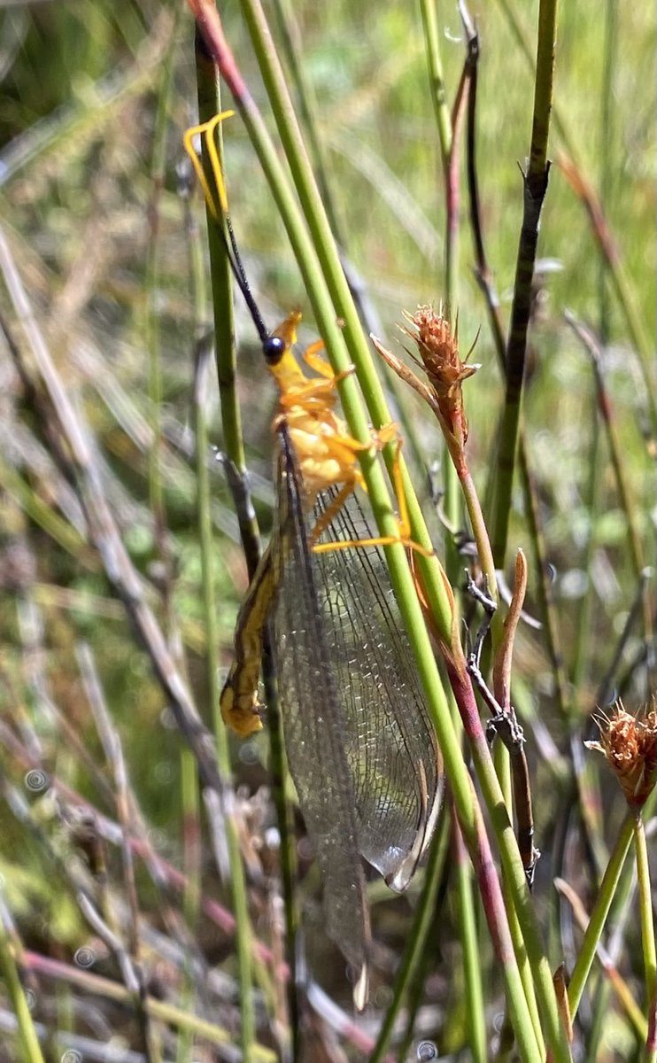 Nymphid lacewing at Corin Flat, Brindabella Mtns ACT