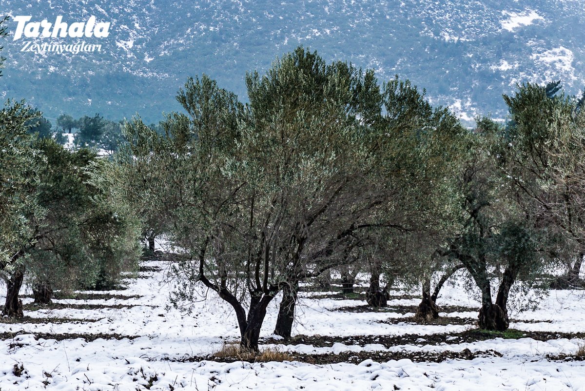 tarhalazeytin's tweet photo. Zeytin ağaçları, doğadaki birçok canlı gibi kış uykusuna yatar. Sıcaklıklar 7 oC’nin altına indiğinde zeytin dinlenmeye çekilir. Buna “zeytinin soğuklaması” denir. Soğuklama süresi bilimsel bir veridir, hatta bu süre meteorolojik olarak ölçülür.+++ https://t.co/4L7rY5k5Wm