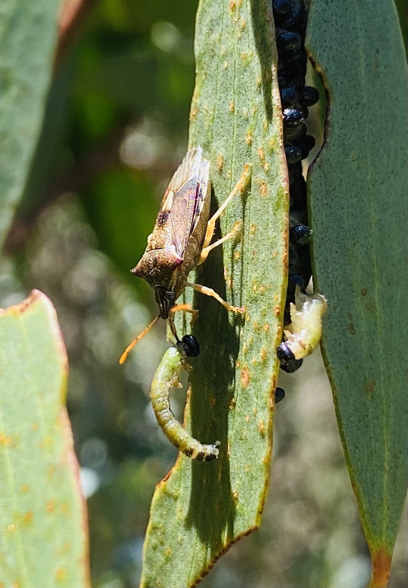 A asopine pentatomid Oechalia feeding on a pergid sawfly larva, Brindabella Mtns ACT