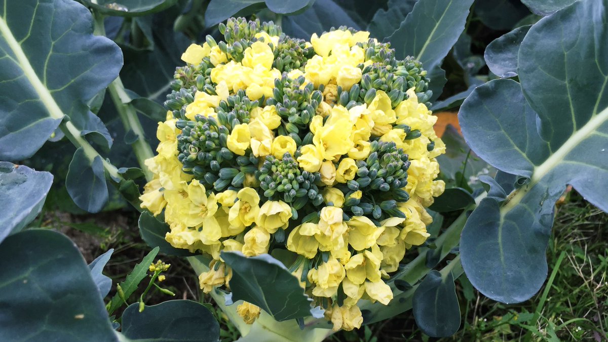 有限会社安井ファーム 公式 ブロッコリーの花言葉は 小さな幸せ です 品種にもよりますが ひとつのブロッコリー には約7万のツボミがつくため ブロッコリーにはたくさんの小さな幸せが詰まっております 有限会社安井ファーム 公式 ブロッコリーの花言葉は 小さな幸せ です 品種にもよりますが ひとつのブロッコリー には約7万のツボミがつくため ブロッコリーにはたくさんの小さな幸せが詰まっております