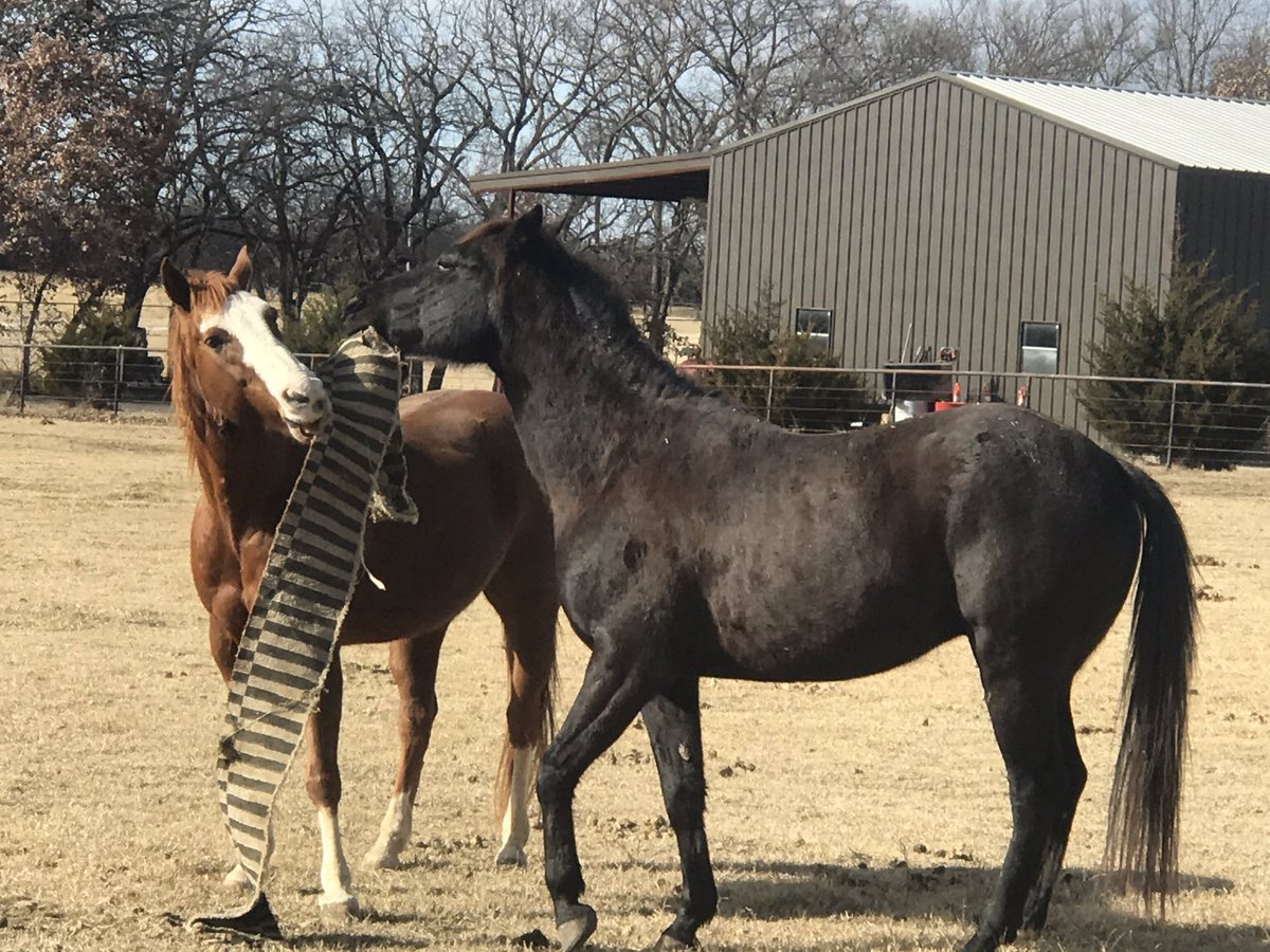 acupuncturedvm's tweet photo. I got to watch these two play tug of war with this blanket they stole off the fence. They had a great time for about 20 minutes ❤️🐴 #equineveterinarymedicine https://t.co/pBmH0X025X