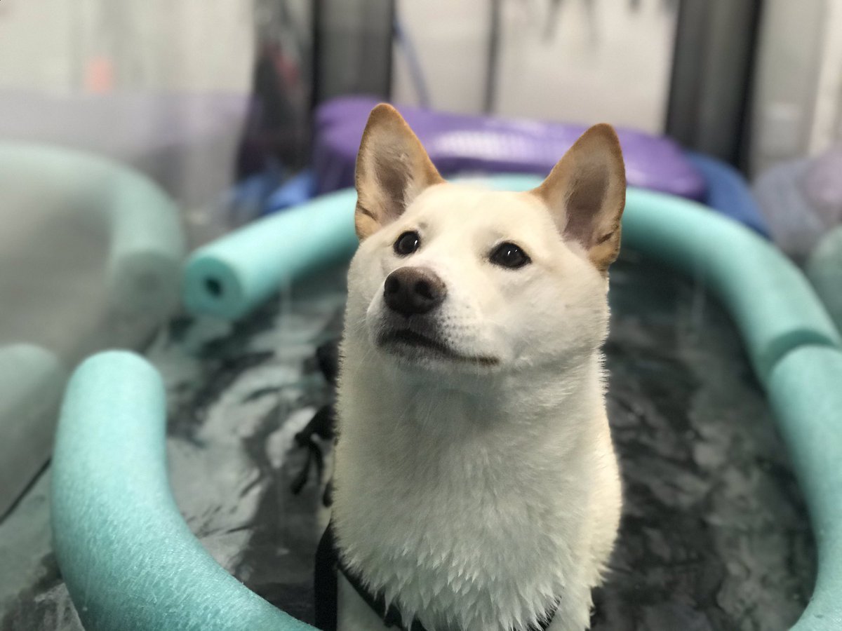 acupuncturedvm's tweet photo. Nobody puts Baby in the corner, but she’s ok with the underwater treadmill 🤷‍♀️ #babytheshibainu #shibainu https://t.co/416zODpuxA