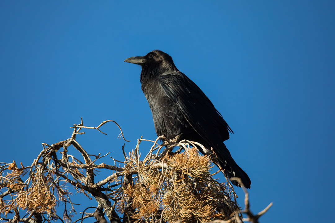 BirderBrain's tweet photo. The under-appreciated Common Raven (Corvus corax) surveys his domain.  Grand Canyon, AZ, USA. 📷 @Schlarmage.

#birding_lounge_ #bestbirdshots #birding #backyardbirding #birdingphotography #birdlovers #birdsofinstagram #best_birds_of_world #birder #birders #conservation https://t.co/tw3TlVadQB