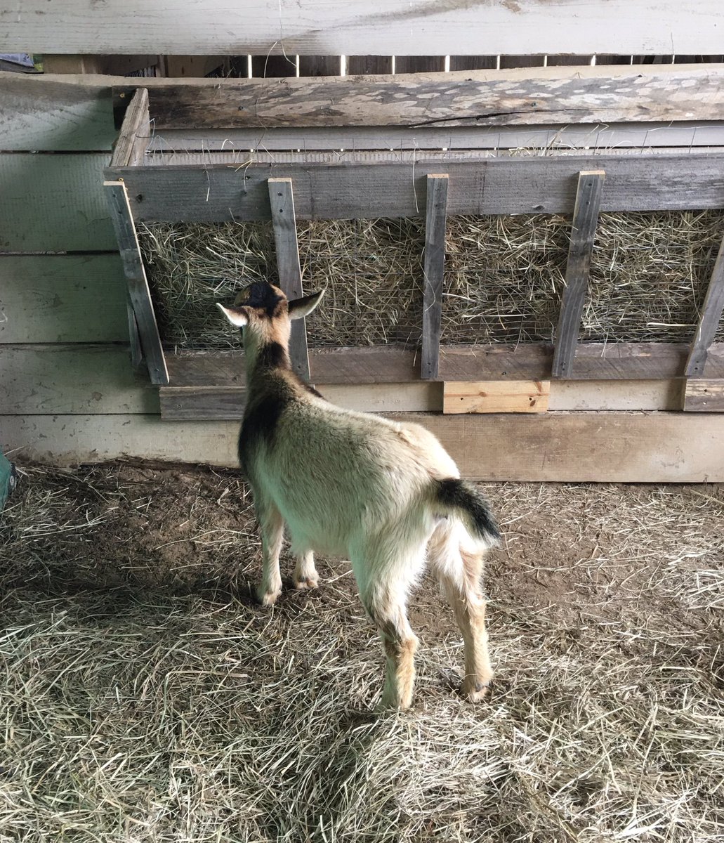 bfarms_tx's tweet photo. On today’s episode of 2 women with tools, we built a new hay rack &amp; a gate! #2womenwithtools #repurposed #recycled #buildityourself #farmlife #broussardfarmskirbyville #blessed https://t.co/92XbdMgJ6j