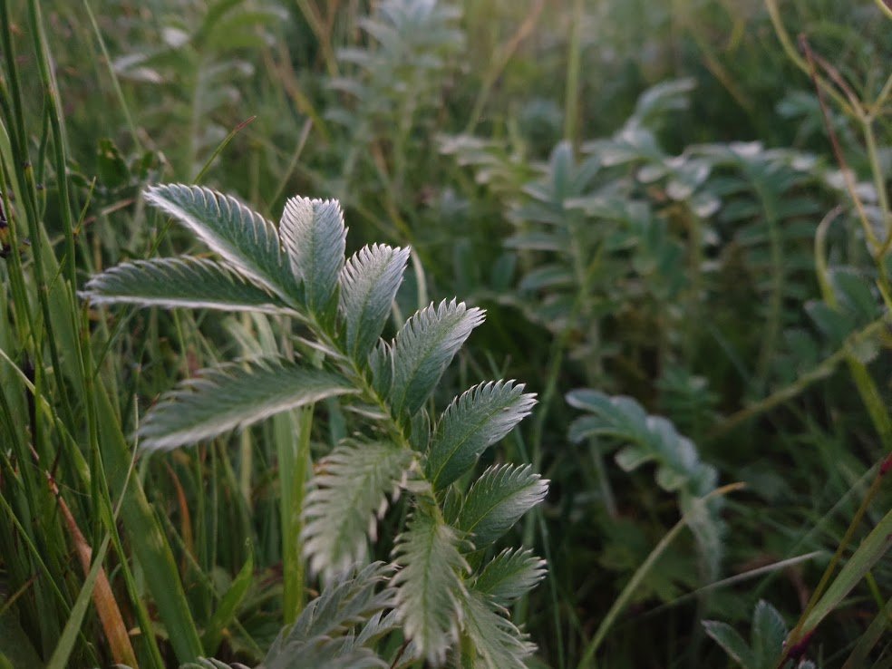 This year surely has to be the year my house gets built; it's been such a long wait. Reykjavík is a fine city, but I get homesick for my land, especially in the winter. My heart is in the countryside...