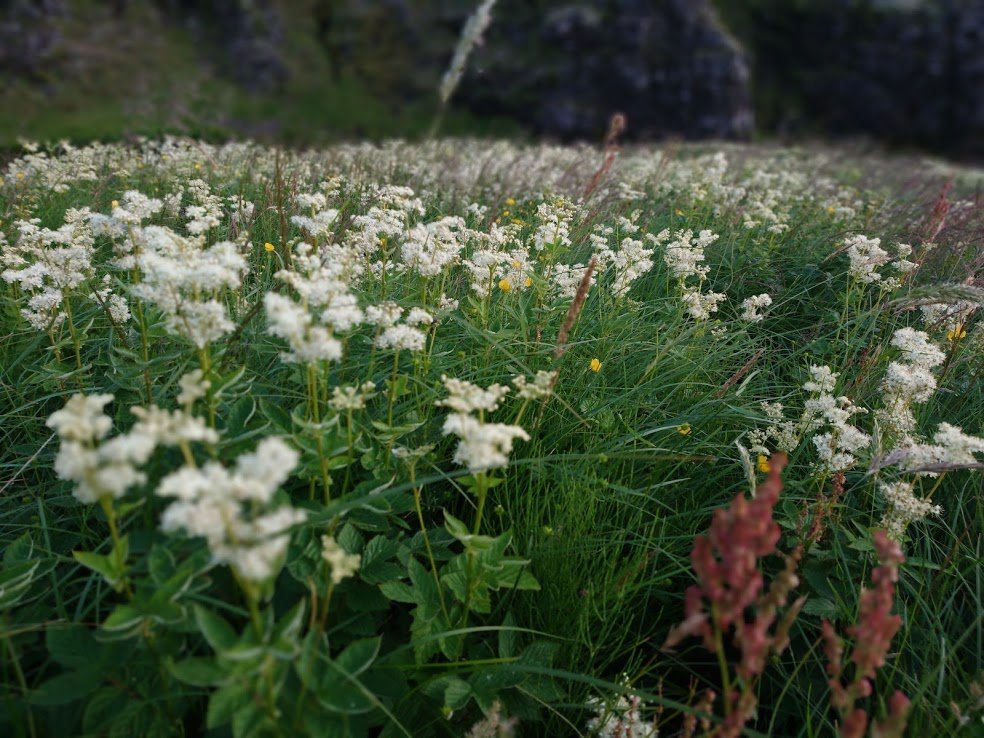 This year surely has to be the year my house gets built; it's been such a long wait. Reykjavík is a fine city, but I get homesick for my land, especially in the winter. My heart is in the countryside...