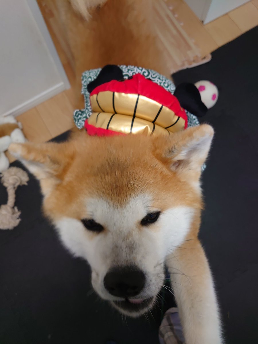 秋田犬の犬 ケン くださーい くれたらカミカミしてあげます T Co Dlrbxxtnct