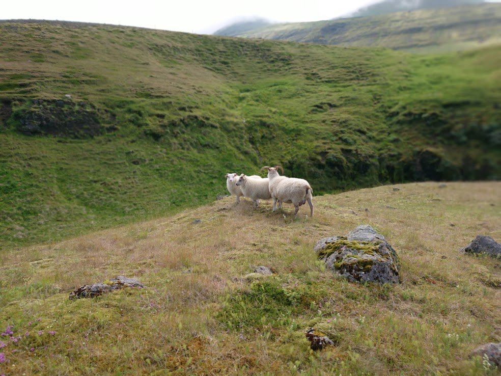 This year surely has to be the year my house gets built; it's been such a long wait. Reykjavík is a fine city, but I get homesick for my land, especially in the winter. My heart is in the countryside...