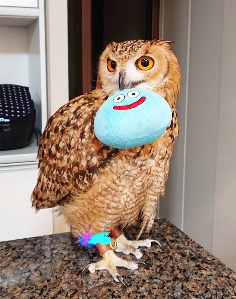 Szk かむちゃんのあまりの可愛さに飼い主大爆笑 音量注意