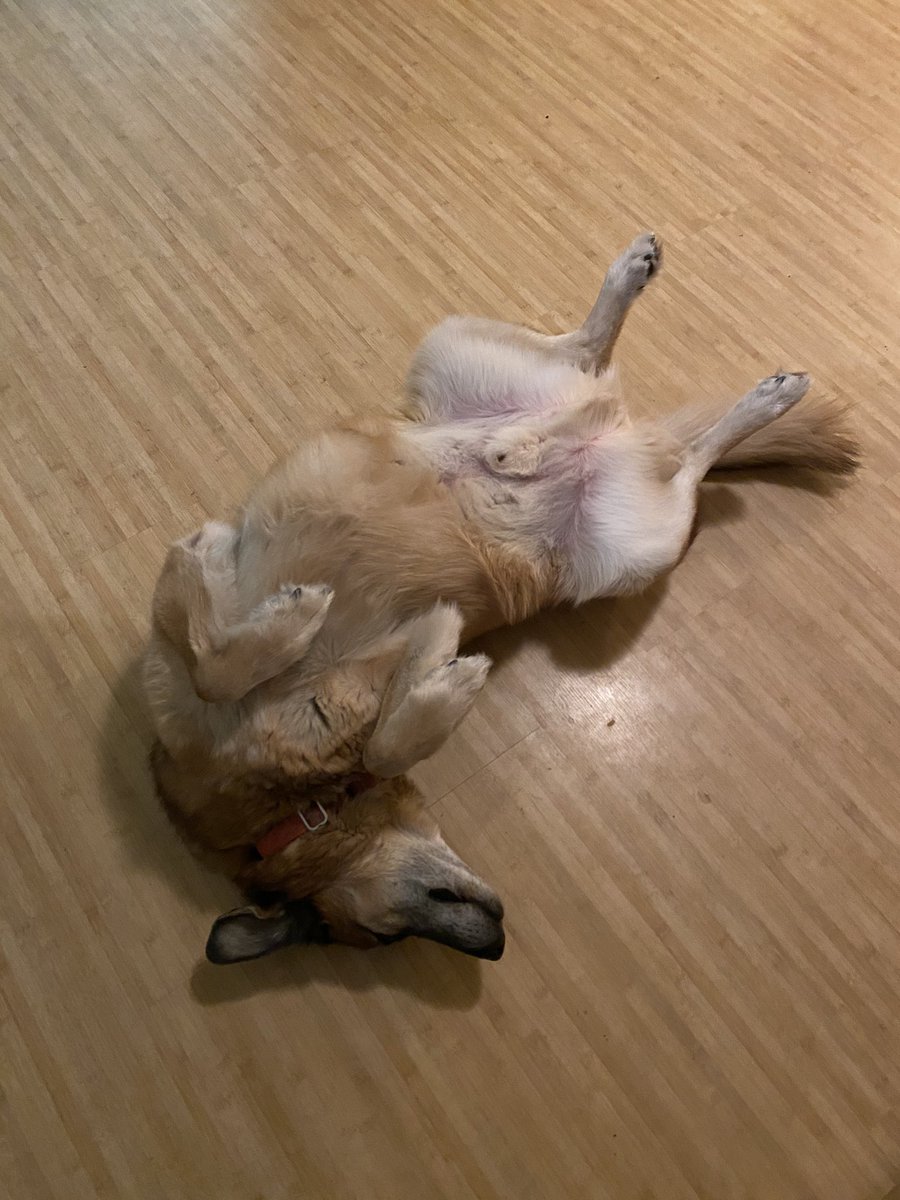 SarahStokey's tweet photo. @TeamPetit3 You’d be surprised how loud Max is upside down 🤣🤦🏼‍♀️ https://t.co/ZMcuxVR2eC