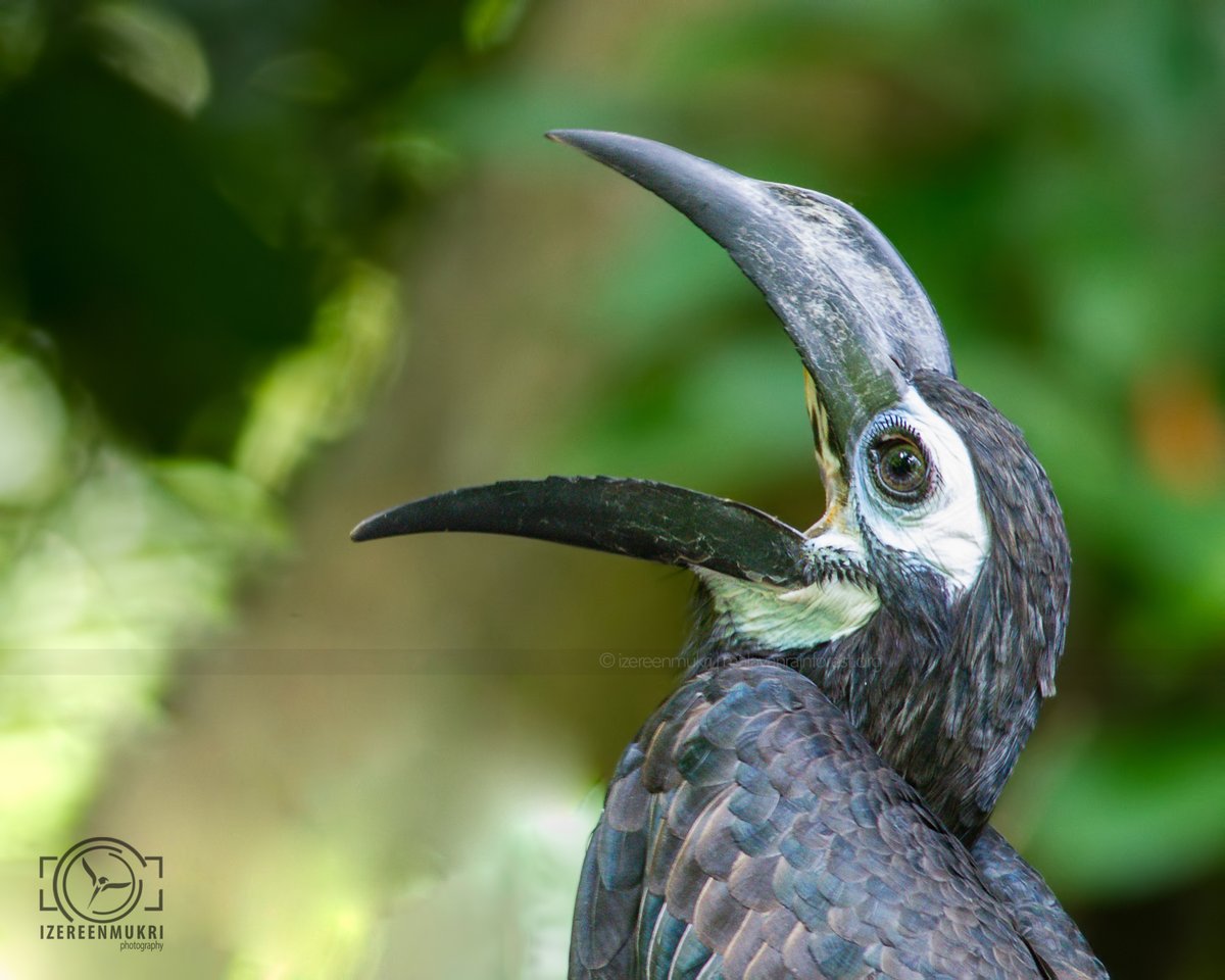 2. BOTH BORNEO AND PENINSULAR MALAYSIA HAVE HORNBILLS!In fact,PM has more species of Hornbills than our Borneo counterparts with only 8 species. These includes-Helmeted-Rhinoceros-Great-Wreathed-Plain-pouched-White Crowned-Black-Bushy-crested-Wrinkled HB-Oriental-pied