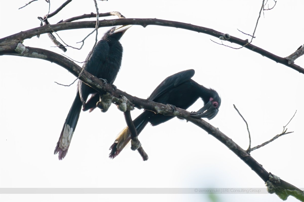 2. BOTH BORNEO AND PENINSULAR MALAYSIA HAVE HORNBILLS!In fact,PM has more species of Hornbills than our Borneo counterparts with only 8 species. These includes-Helmeted-Rhinoceros-Great-Wreathed-Plain-pouched-White Crowned-Black-Bushy-crested-Wrinkled HB-Oriental-pied